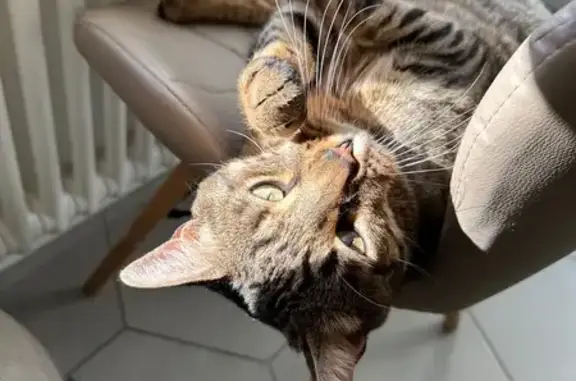 Пропала кошка, Тверская область, бенгал.