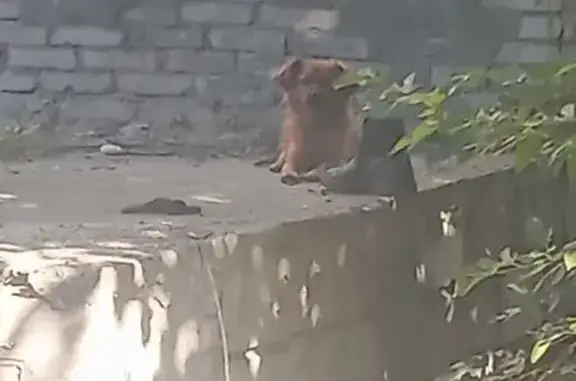 Собака найдена: ул. Шевченко, 133, Краснодар