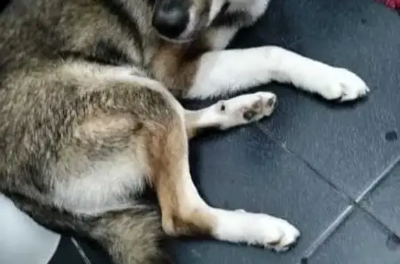 Пропала собака, Малиновая ул., Х-Мансийск