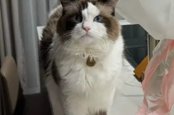 Кошки потеряшки, Сокуры, фото: Потеряшка кошка на ул. Юности, Сокуры