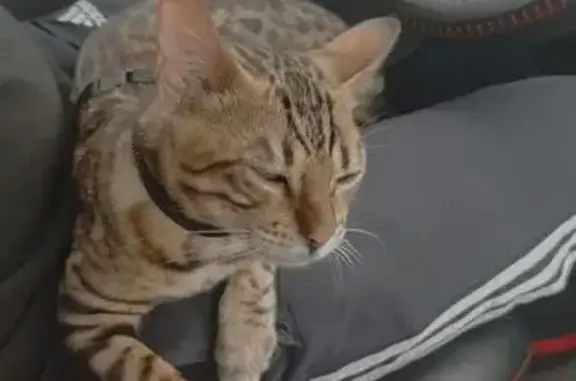 Кошки потеряшки, Армавир, фото: Потеряшка бенгальская кошка, Новороссийская 14