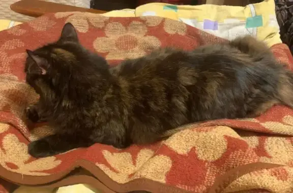 Кошки потеряшки, Кубинка, фото: Потеряшка кошка, Кубинка, 46Н-07159