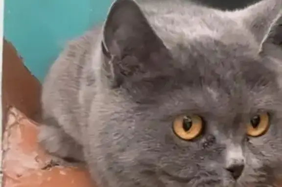 Найденные животные Ачинск, фото: Кошка найдена, ул. Гагарина, Ачинск