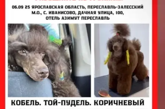 Пропал той-пудель, Дачная ул., 100