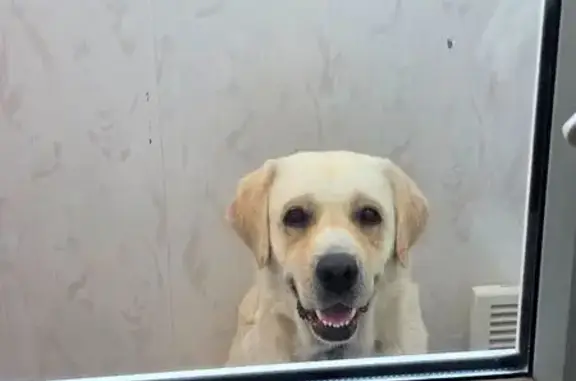 Лабрадор найден на ул. Бебеля, 16, Тамбов
