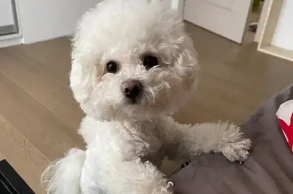 Собаки потеряшки, Москва, фото: Потеряшка собака, Новокузнецкая ул. 1 с3