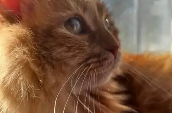 Кошки потеряшки, Коркино, фото: Потеряшка кошка на Мичурина, 14, Коркино