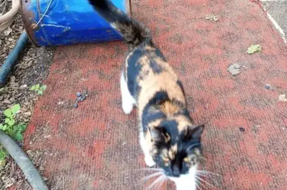 Найдена кошка, Оренбургская область, фото: Кошка найдена: Орск, 1-я Садовая