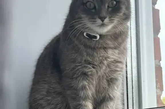 Пропала кошка, ул. Демьяна Бедного, 8А