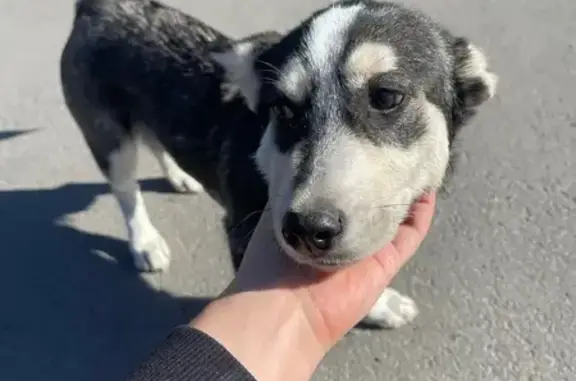 Собака найдена, Особенная ул., 126, Ростов-на-Дону