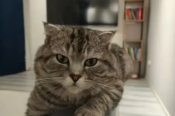 Пропала кошка, Троицкая ул. 91/39, Старый Оскол