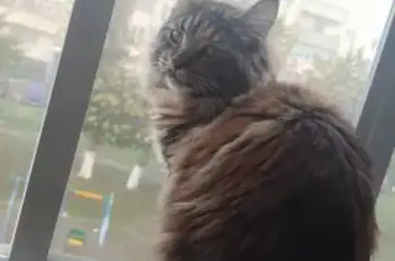 Кошки потеряшки, Абакан, фото: Потеряшка кошка, ул. Кошурникова, Абакан