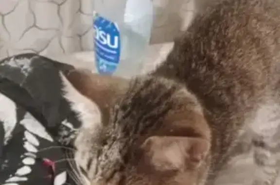 Найдена кошка, , фото: Кошка найдена на Магнитогорской улице