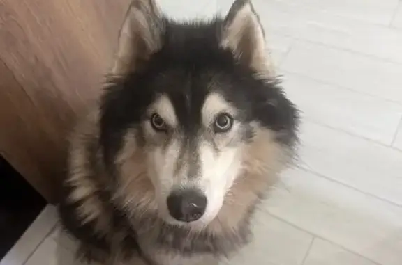 Собаки потеряшки, Московская область, фото: Потеряшка хаски Энзо, ЖК 