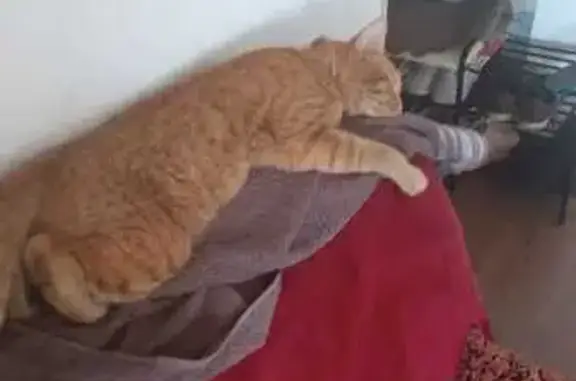 Пропала кошка, ул. Дзержинского 46, Меленки