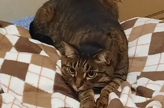 Кошки потеряшки, Улан-Удэ, фото: Потеряшка кошка, Путейская ул., 6, Улан-Удэ