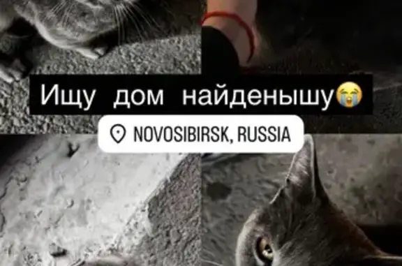 Найдена кошка, Новосибирск, фото: Найдена кошка на парковке Ленты, Пашино