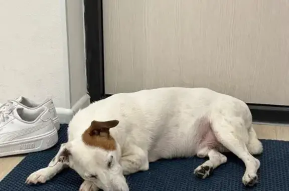 Найдена собака, Логинова 7 к1, Остафьево