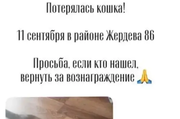 Кошки потеряшки, Улан-Удэ, фото: Потеряшка кошка, Жердева 86, Улан-Удэ