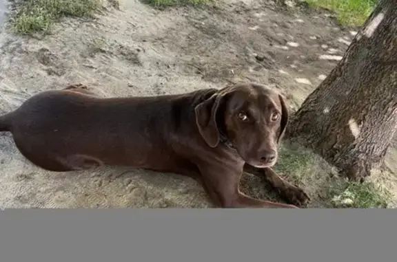 Найдена собака, Ростов-на-Дону, фото: Собака найдена по адресу: пр. 40-летия Победы, 13 к10