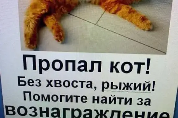 Пропала рыжая кошка, Окружной пер. 39