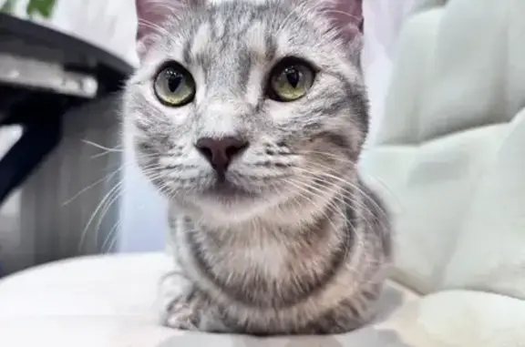 Кошка найдена на пл. Новаторов, 1А, Рязань