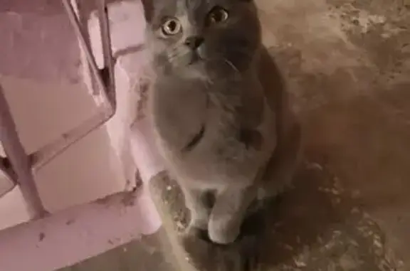 Найдена кошка, Набережные Челны, фото: Кошка найдена у 