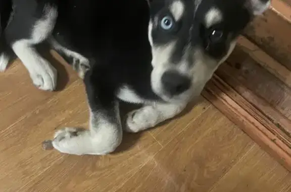 Собака найдена на ул. Р. Люксембург, 16