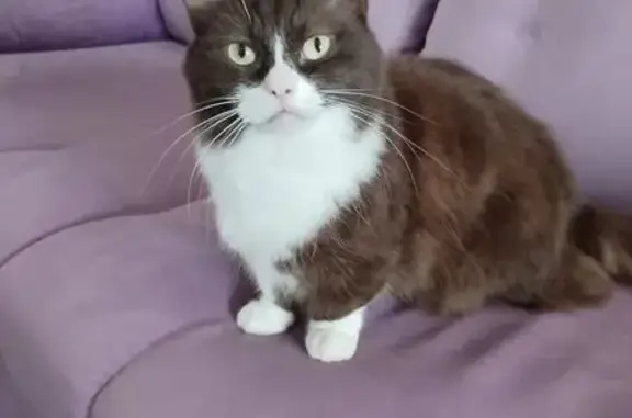 Кошки потеряшки, , фото: Потеряшка кошка, Пекшиксолинское СП, Марий Эл