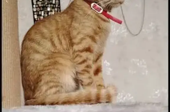 Пропала кошка, ул. Химиков, 2, Великий Н.