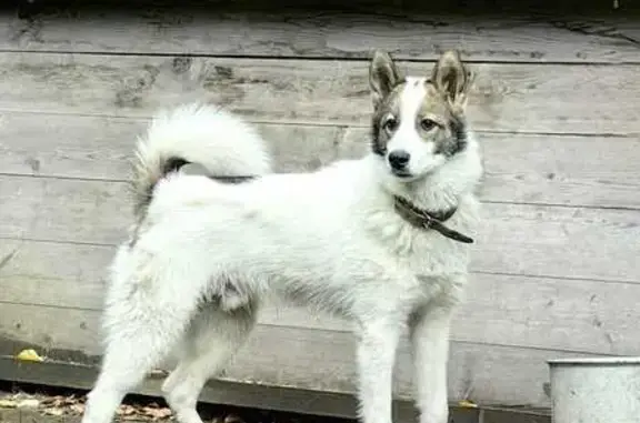 Щенок найден на ул. Рассветной, Новосибирск