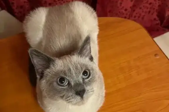 Кошки потеряшки, Петропавловск-Камчатский, фото: Потеряшка кот, ул. Труда, 39, Петропавловск