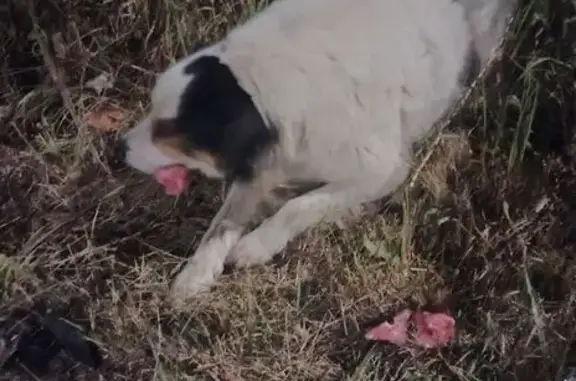 Найдена собака, Московская область, фото: Найдены собаки на Полтевском шоссе, МО