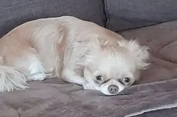 Собаки потеряшки, Павловск, фото: Потеряшка собака, Слуцкая ул., Павловск