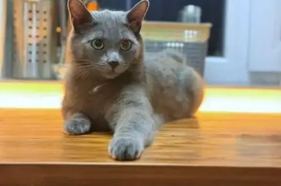 Кошки потеряшки, Новосибирская область, фото: Потеряшка кошка, Мичуринский с/с, НСО