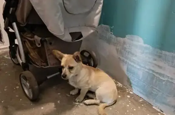 Найдена собака, Междуреченск, фото: Собака найдена: Дзержинского 7, Междуреченск