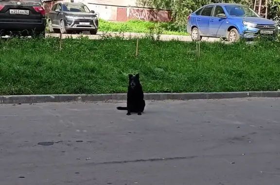 Найдена собака, Усилова 8, Нижний Новгород