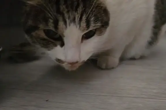 Найдена кошка, Каинская Заимка, фото: Кошка найдена: Серебряное озеро, 2