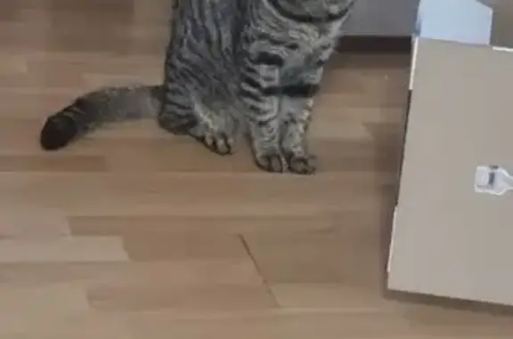 Найдена кошка, Новобульварная 6, Чита