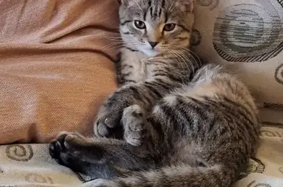 Объявления о пропавших и найденных животных, Бузулук, фото: Пропала кошка у 3 микрорайона, д. 2А, Бузулук