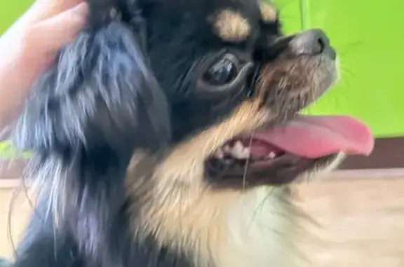 Найдена собака, Рязань, фото: Найдена собака, Рязань, Лесопарковая 18