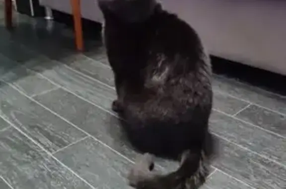 Пропал кот Бася, ул. Нариманова, 6А