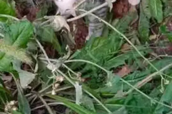 Кошки потеряшки, Оренбург, фото: Потеряшка кошка, 2-й Восточный, 40, Оренбург