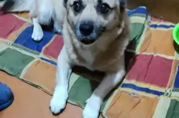 Собаки потеряшки, Мурманск, фото: Собака найдена, ул. Александрова, Мурманск