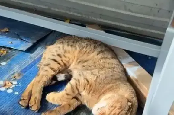 Найдена кошка, Екатеринбург, фото: Кошка найдена у рынка на Громова, 145