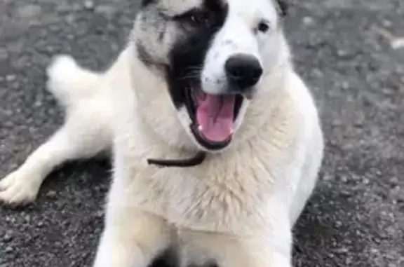 Пропала собака, ул. Республики 122, Салехард