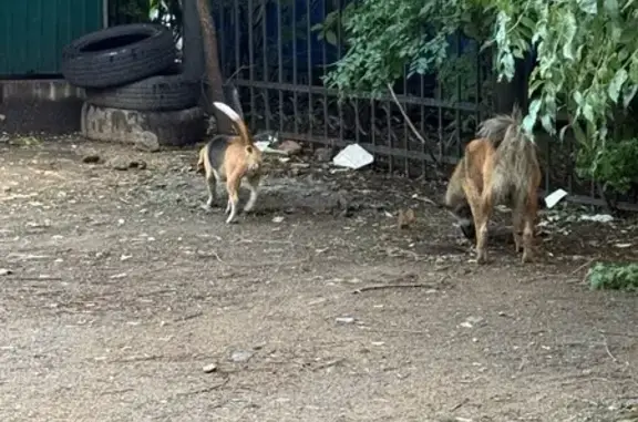 Собака на ул. Бабушкина, 98, Чита