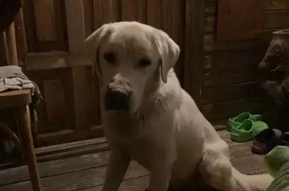 Найдена собака, Московская область, фото: Найдена собака, Московская обл., 24А