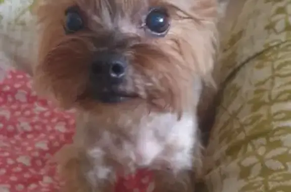 Собаки потеряшки, , фото: Потеряшка собака, Николаевка, Мордовия