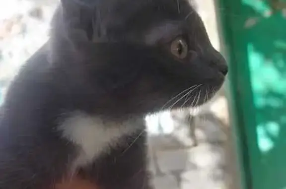 Найдена кошка, , фото: Кошка найдена: Вадинская ул., 7А, Пенза